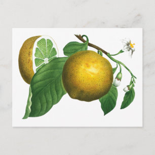 BOTANICAL VINTAGE STYLE LEMON BRANCH POSTCARD