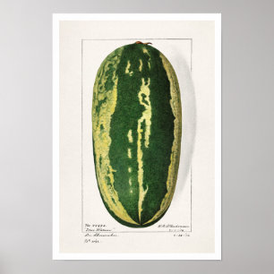 BOTANICAL "WATERMELON" AMANDA ALMIRA NEWTON POSTER