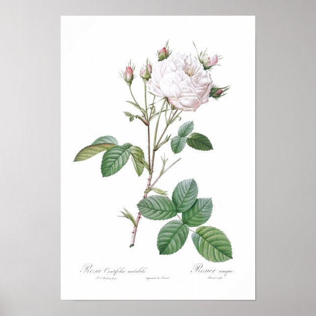 BOTANICAL "WHITE CABBAGE ROSE" REDOUTÉ POSTER (Front)