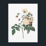 Botanical White Rose Postcard<br><div class="desc">Vintage botanical white rose flower.</div>