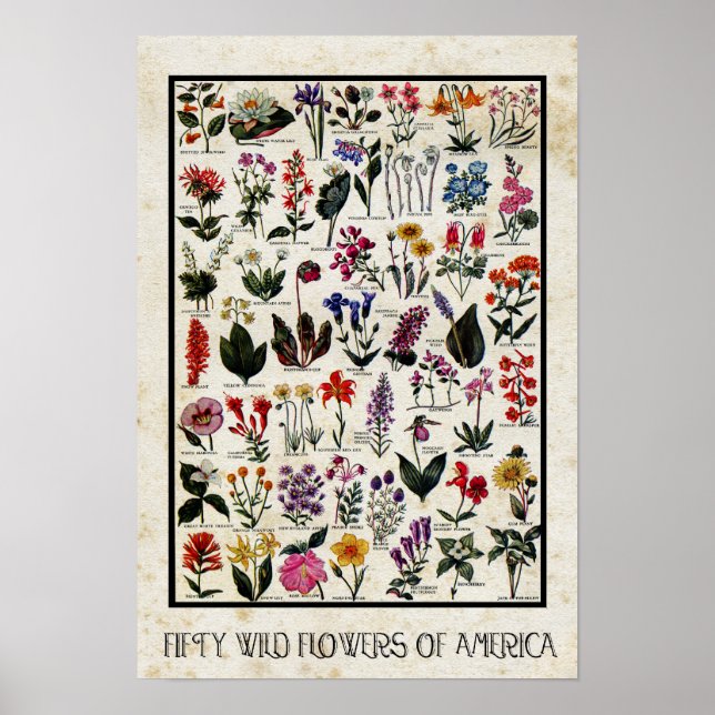 Botanical Wildflowers of America Antique Floral Poster (Front)