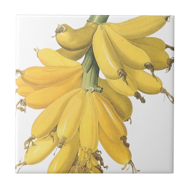 Botanical Yellow Bananas Ceramic Tile (Front)