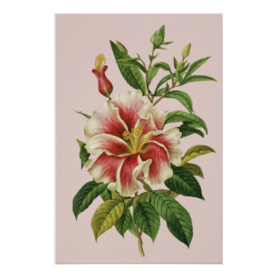 Botanicals vintage Flower Modern Art II Poster