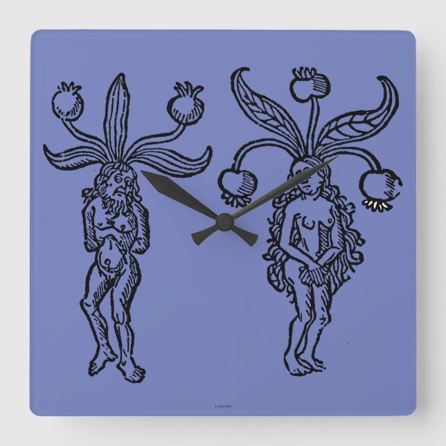 Botany: Mandrake, 1476 Square Wall Clock (Front)