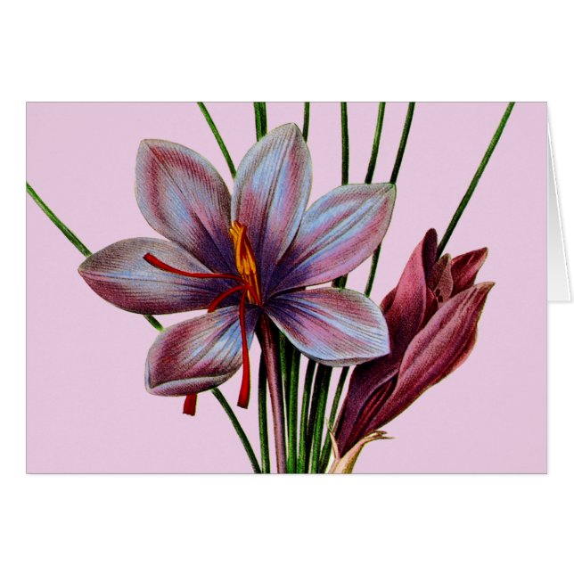 Botany: Saffron (Front Horizontal)