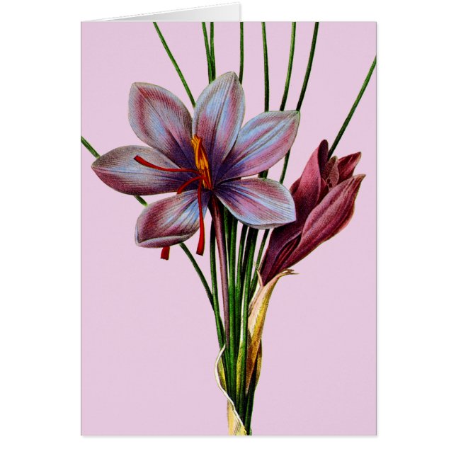 Botany: Saffron (Front)