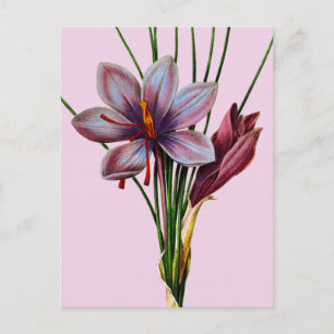 Botany: Saffron Postcard