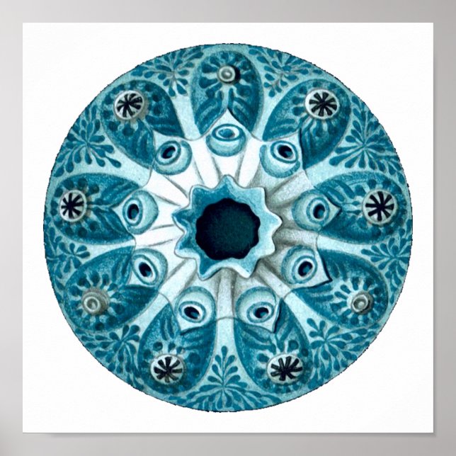 Botryllus Polycyclus Ernst Haeckel Fine Art Poster (Front)