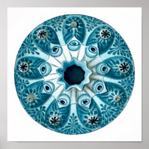 Botryllus Polycyclus Ernst Haeckel Fine Art Poster