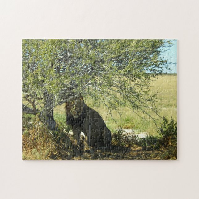 Botswana Central Kalahari Lion Savannah Africa Jigsaw Puzzle (Horizontal)