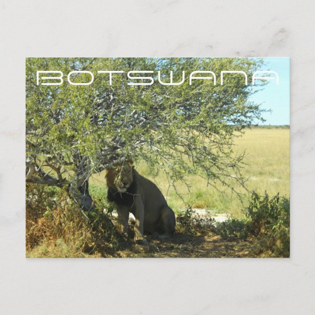 Botswana Central Kalahari Lion Savannah Travel Postcard (Front)