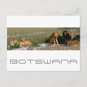 Botswana Central Kalahari Lions Savannah Travel Postcard