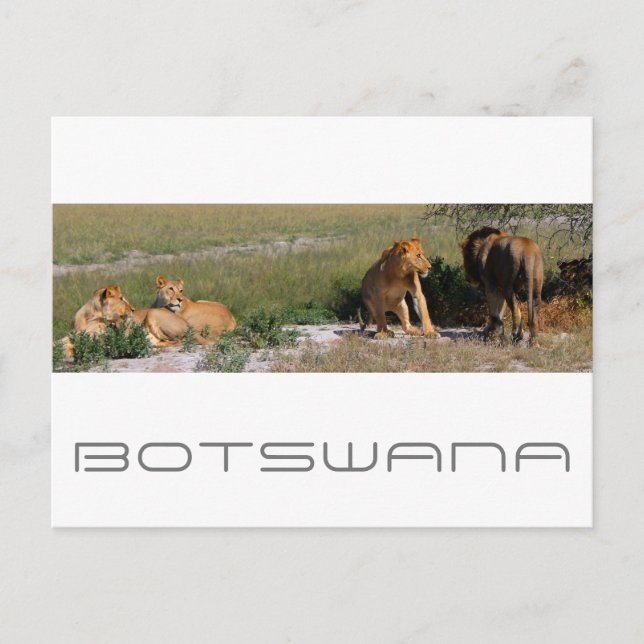 Botswana Central Kalahari Lions Savannah Travel Postcard (Front)