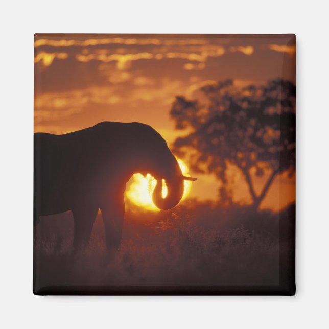 Botswana, Chobe National Park, Bull Elephant Magnet (Front)
