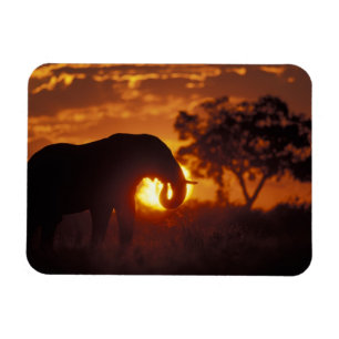 Botswana, Chobe National Park, Bull Elephant Magnet