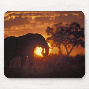 Botswana, Chobe National Park, Bull Elephant Mouse Pad