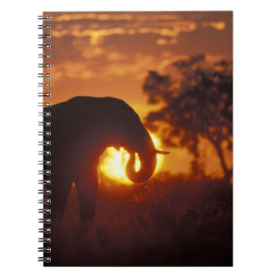 Botswana, Chobe National Park, Bull Elephant Notebook