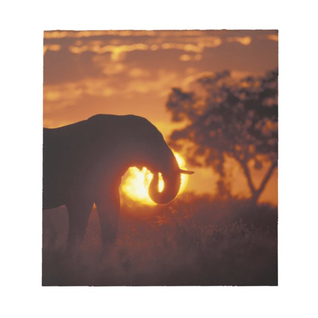 Botswana, Chobe National Park, Bull Elephant Notepad (Front)