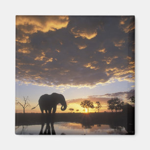 Botswana, Chobe National Park, Elephant Magnet