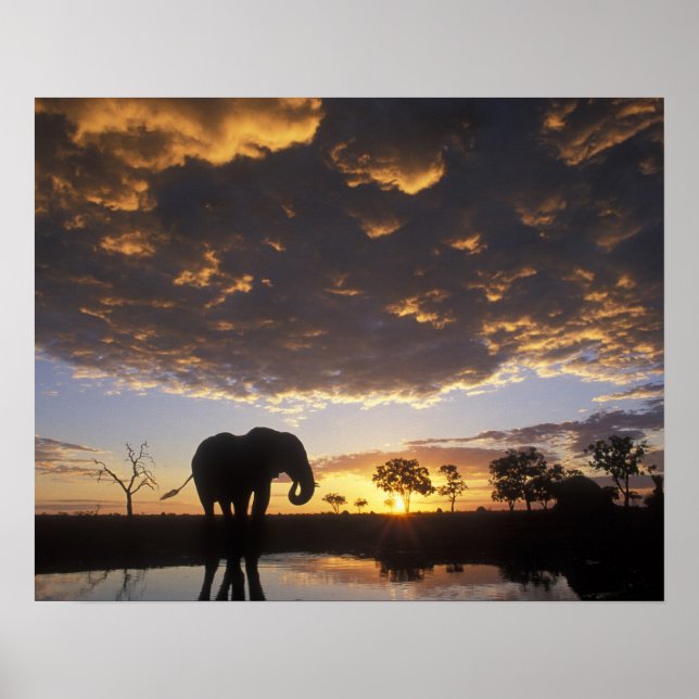 Botswana, Chobe National Park, Elephant Poster (Front)