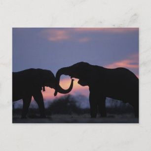 Botswana, Chobe National Park, Elephants Postcard