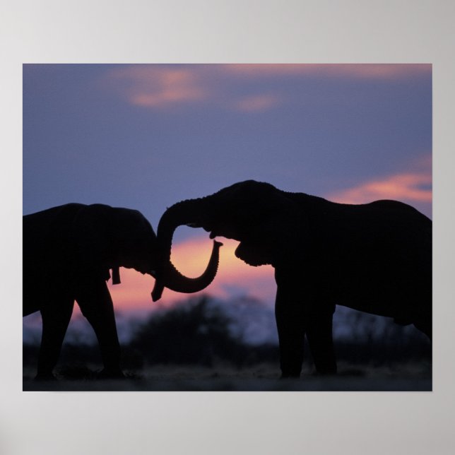 Botswana, Chobe National Park, Elephants Poster (Front)