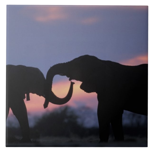 Botswana, Chobe National Park, Elephants Tile (Front)