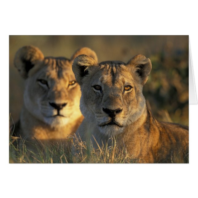 Botswana, Chobe National Park, Lionesses (Front Horizontal)