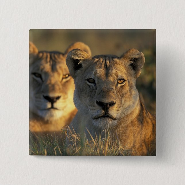 Botswana, Chobe National Park, Lionesses 15 Cm Square Badge (Front)