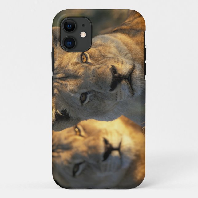 Botswana, Chobe National Park, Lionesses Case-Mate iPhone Case (Back)
