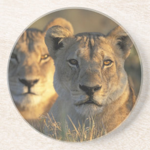 Botswana, Chobe National Park, Lionesses Coaster
