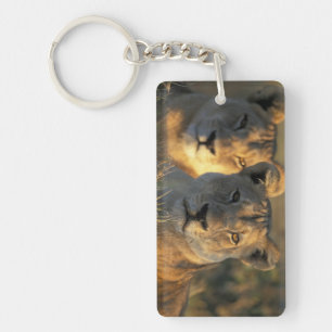 Botswana, Chobe National Park, Lionesses Key Ring