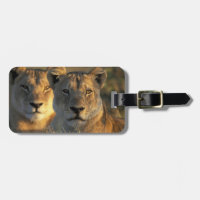 Botswana, Chobe National Park, Lionesses