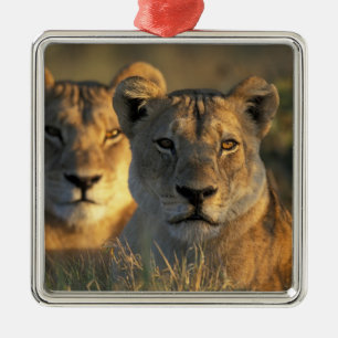 Botswana, Chobe National Park, Lionesses Metal Tree Decoration