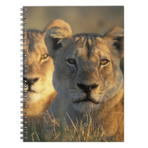 Botswana, Chobe National Park, Lionesses Notebook