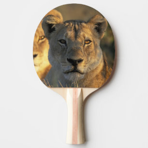 Botswana, Chobe National Park, Lionesses Ping Pong Paddle