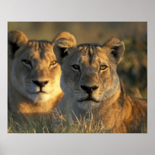 Botswana, Chobe National Park, Lionesses Poster