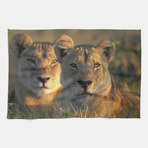 Botswana, Chobe National Park, Lionesses Tea Towel