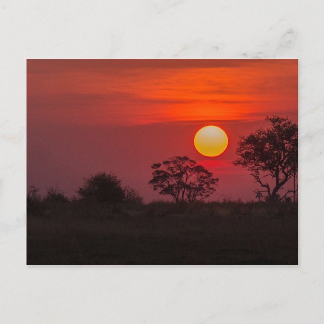 Botswana Okavango Delta Sunset Postcard (Front)