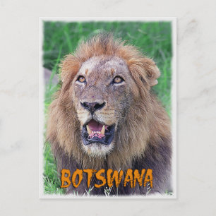 Botswana Postcard