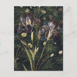 Botticelli Irises Postcard