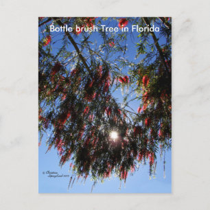 Bottle Brush Tree Sunburst Postcard