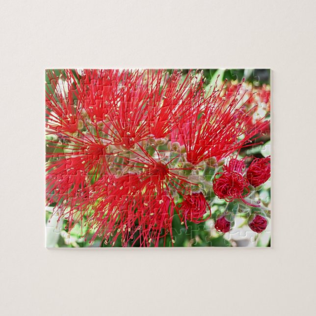 Bottlebrush Flower Red Tropical Floral Jigsaw Puzzle (Horizontal)