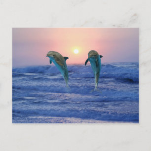 Bottlenose Dolphin at sunrise Postcard