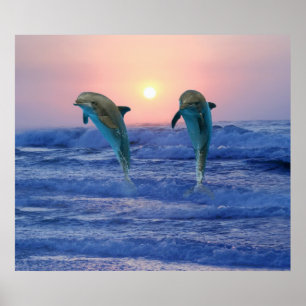 Bottlenose Dolphin at Sunrise Poster
