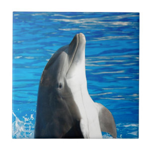 Bottlenose Dolphin Ceramic Tile