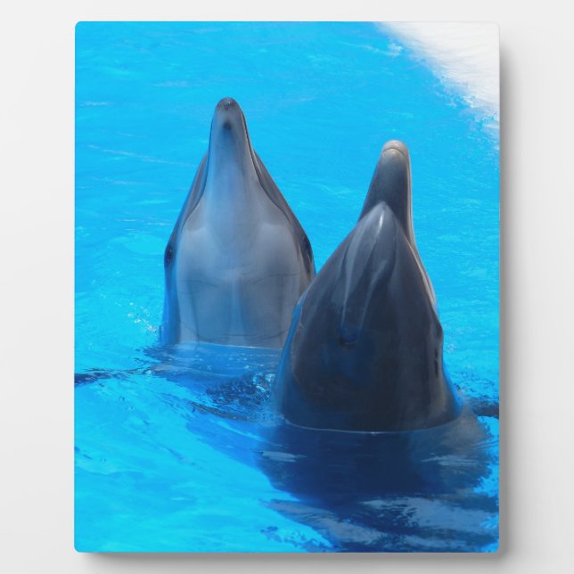 bottlenose dolphin fish marine ocean under water plaque (Front)