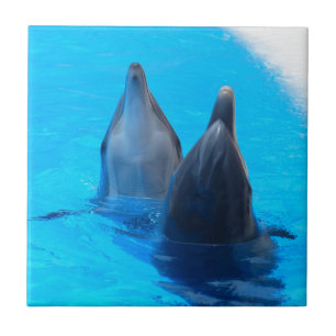 bottlenose dolphin fish marine ocean under water tile