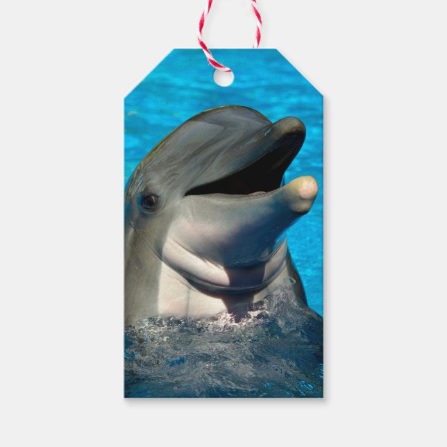 Bottlenose dolphin head gift tags (Front)
