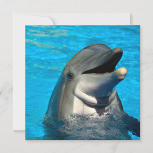 Bottlenose dolphin head holiday card